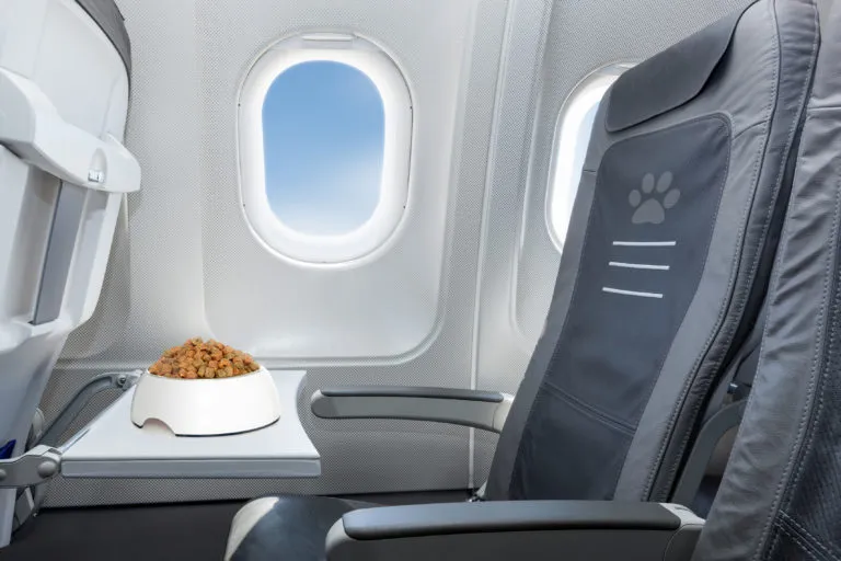 Traveling by car vs. plane for dogs Traveling by car vs. plane for dogs