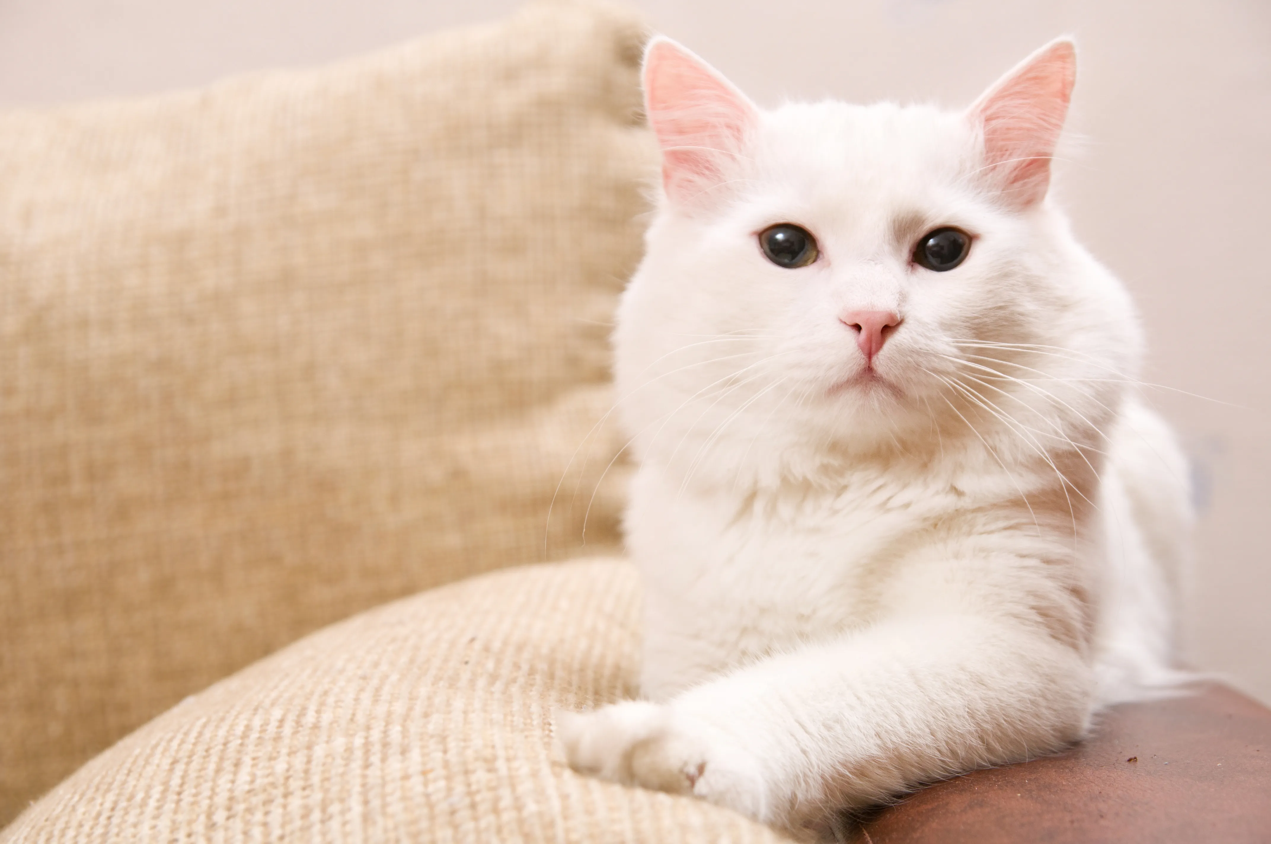 Gatto d'Angora