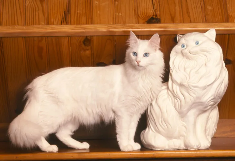 gatto d'Angora