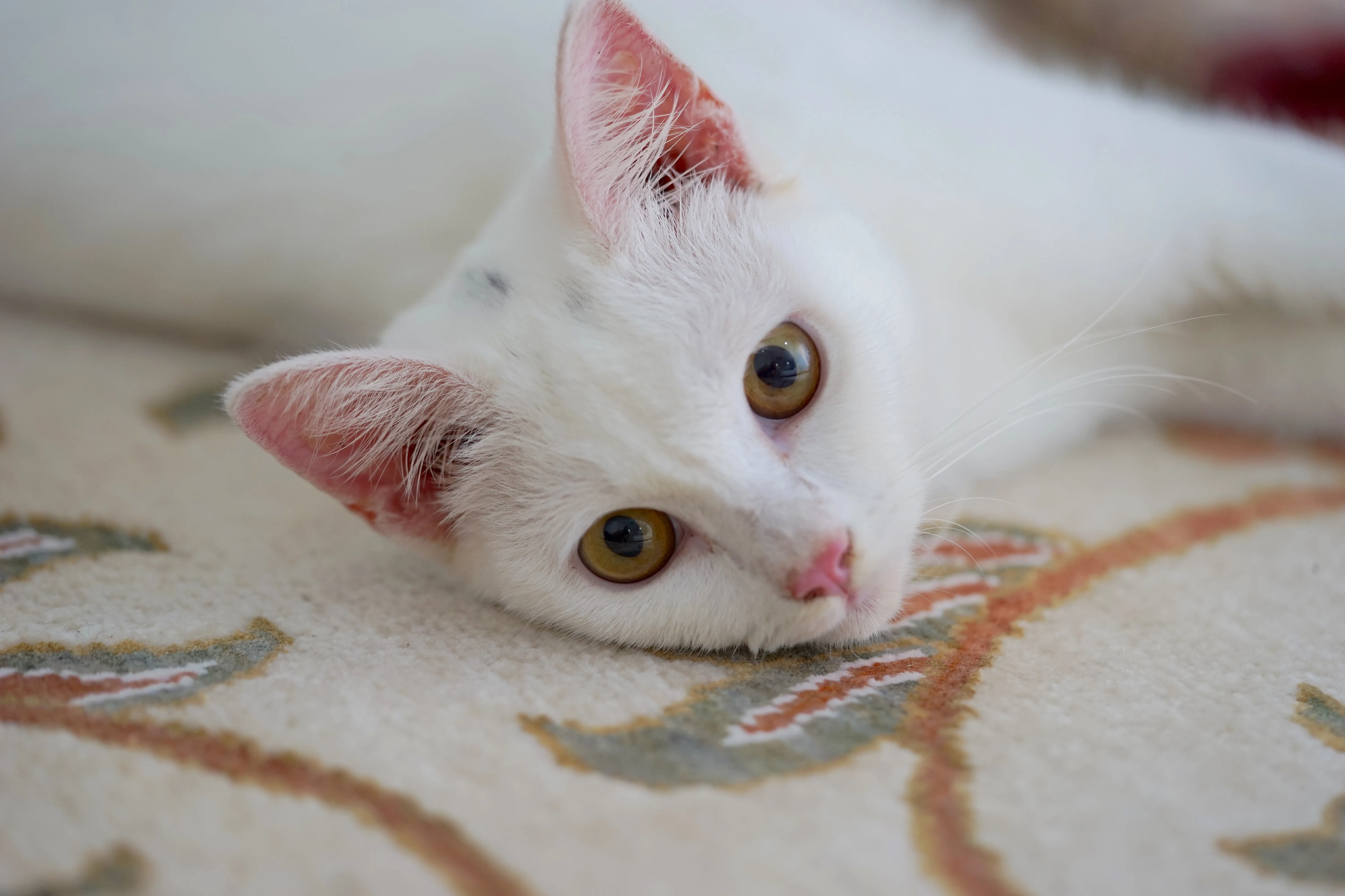 gatto d'Angora