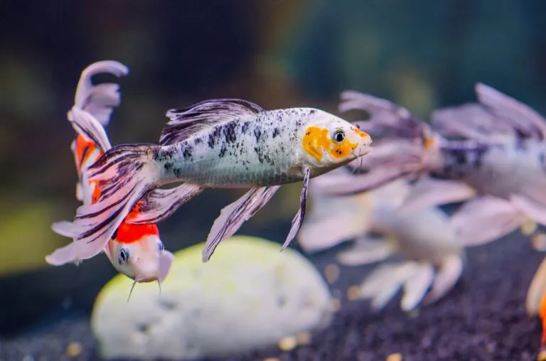 carpa Butterfly koi