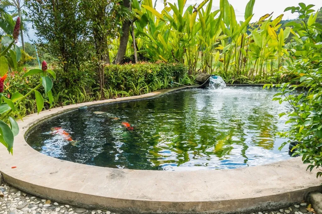 carpe koi butterfly in laghetto