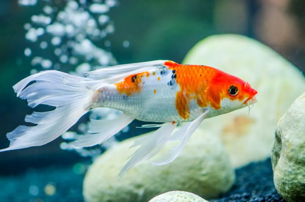 Butterfly koi carpa aspetto
