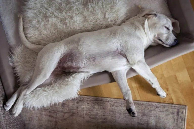 Piometra nel cane