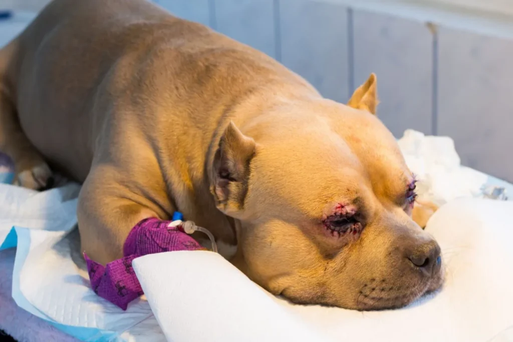 cane operato entropion