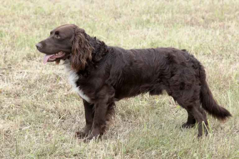 Spaniel Tedesco