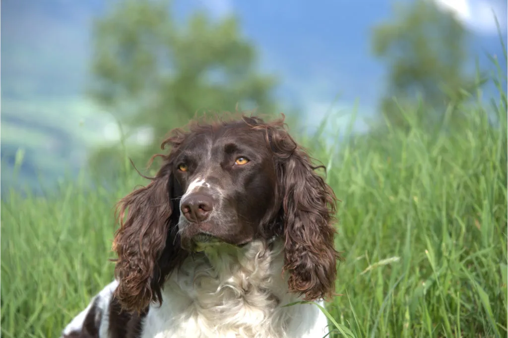 spaniel tedesco primo piano