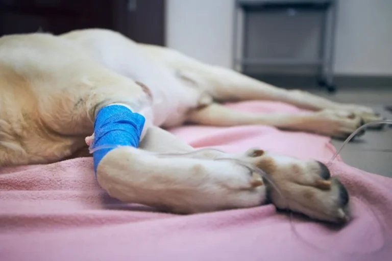 Chemioterapia nel cane