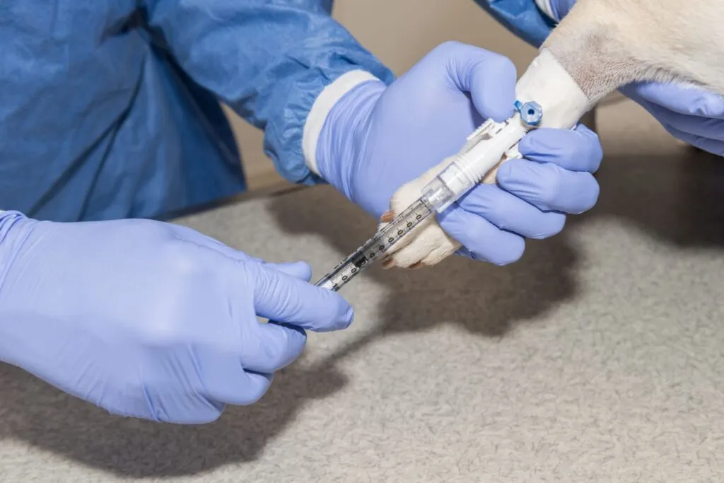 chemioterapia endovena cane