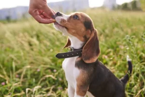 I cani possono mangiare il mango? Quantità, rischi e consigli