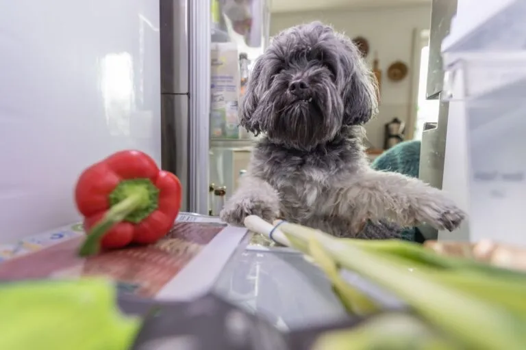 cane mangia peperone