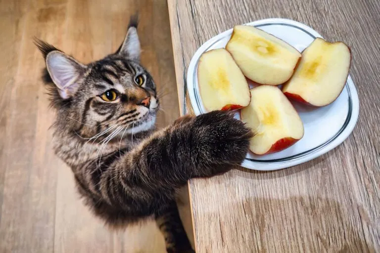 gatto mangia mela