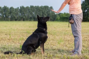 Comandi per cani: addestramento e consigli